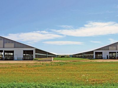 Steel building dairy livestock facilities