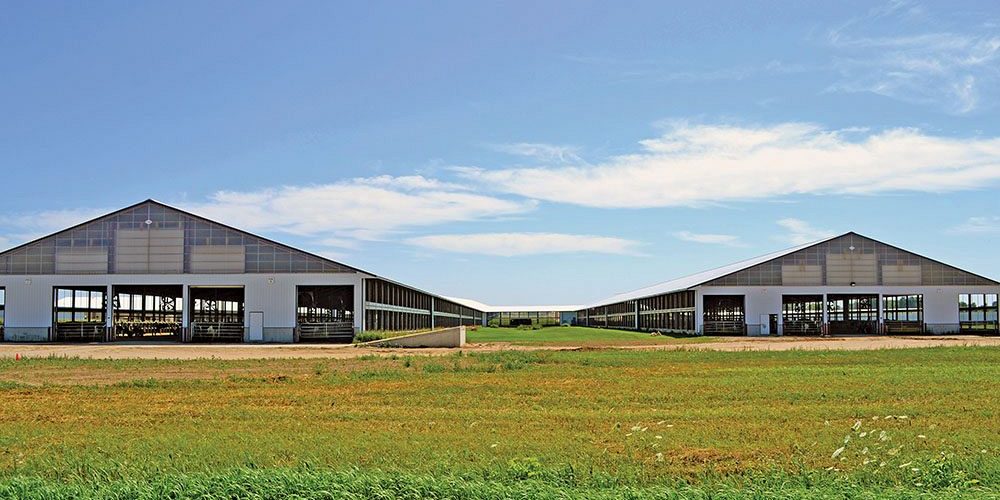 Steel building dairy livestock facilities