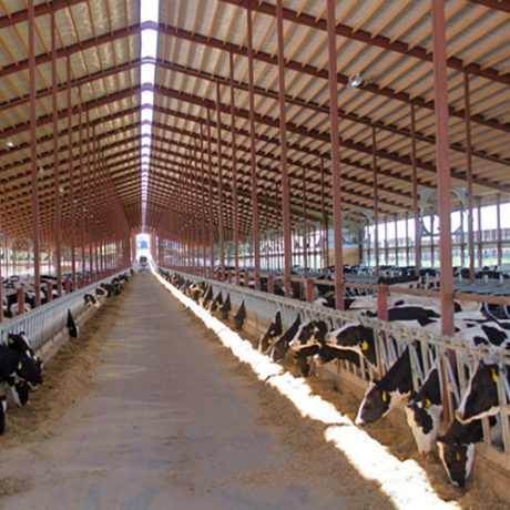 Agricultural farm dairy steel buildings